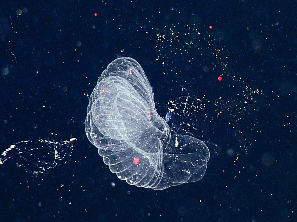 O larvceo-gigante parece um girino flutuante alojado em uma gua viva