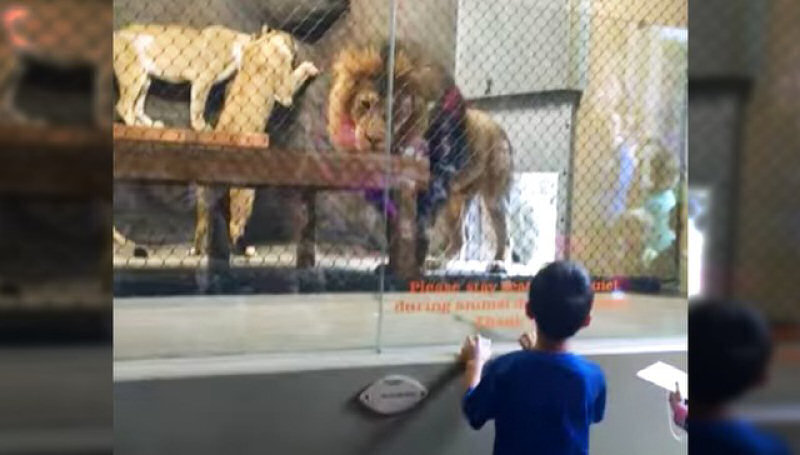 Amputam acidentalmente o rabo de um leo durante um espetculo no zoo ante dezenas de crianas