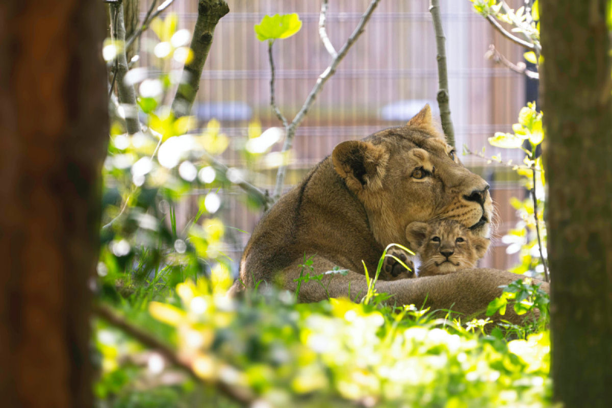 Trs filhotes de leo-asitico so os mais novos moradores do Zoo de Londres