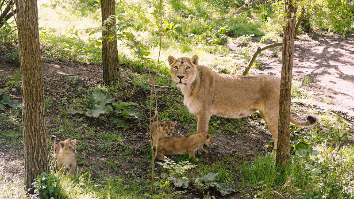 Trs filhotes de leo-asitico so os mais novos moradores do Zoo de Londres