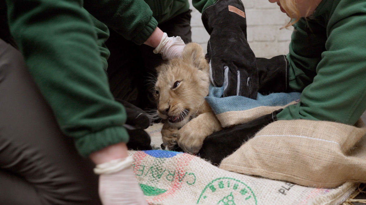 Trs filhotes de leo-asitico so os mais novos moradores do Zoo de Londres