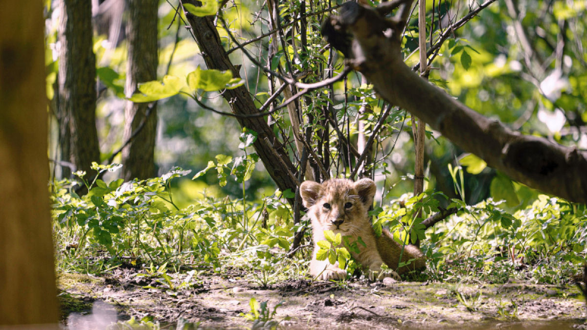 Trs filhotes de leo-asitico so os mais novos moradores do Zoo de Londres