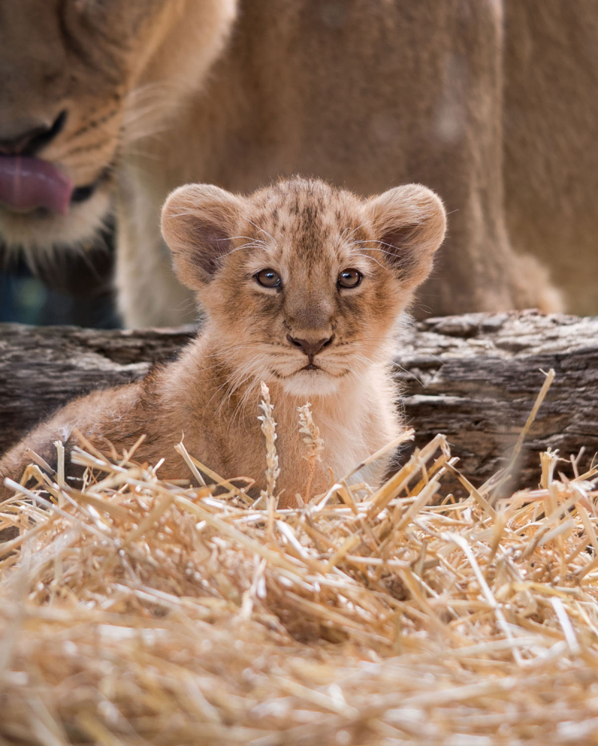 Trs filhotes de leo-asitico so os mais novos moradores do Zoo de Londres