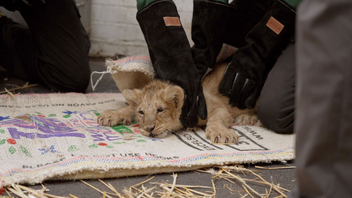 Trs filhotes de leo-asitico so os mais novos moradores do Zoo de Londres