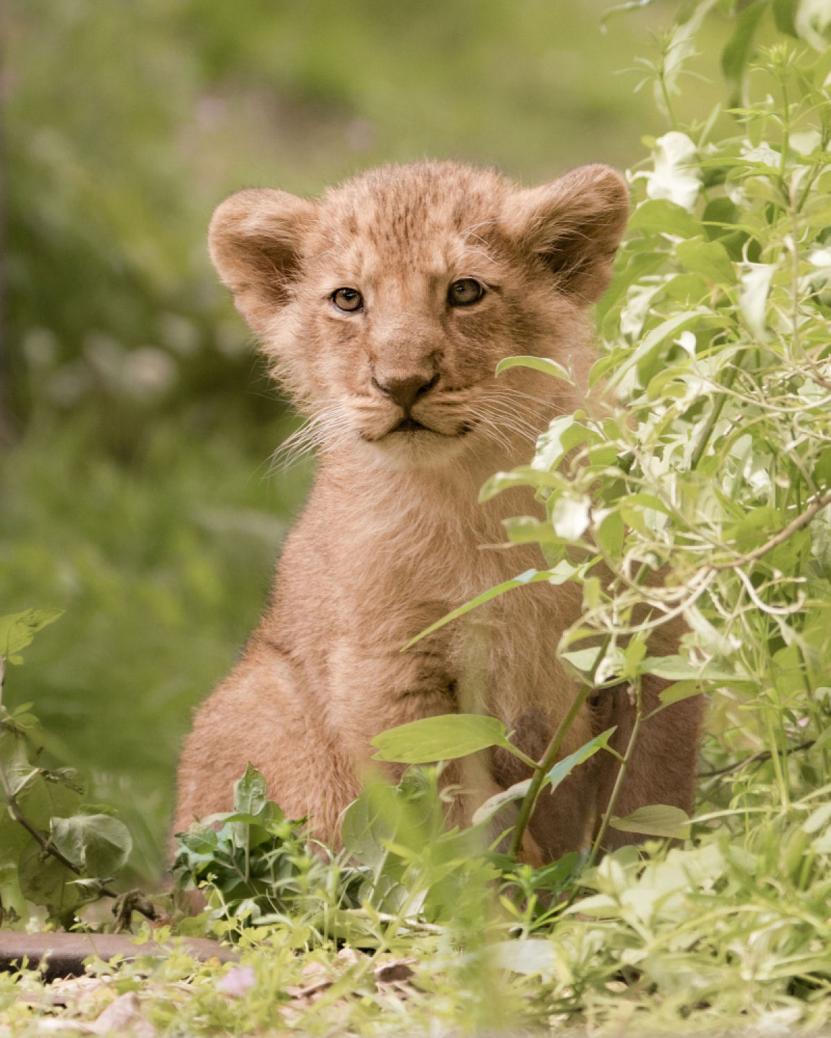 Trs filhotes de leo-asitico so os mais novos moradores do Zoo de Londres