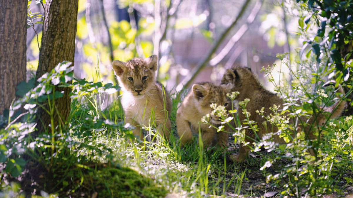 Trs filhotes de leo-asitico so os mais novos moradores do Zoo de Londres