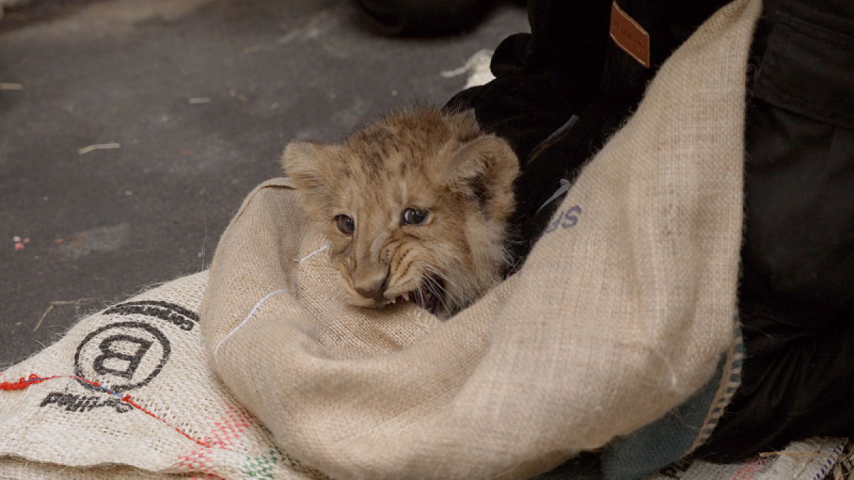 Trs filhotes de leo-asitico so os mais novos moradores do Zoo de Londres