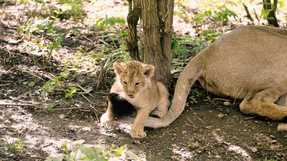 Trs filhotes de leo-asitico so os mais novos moradores do Zoo de Londres