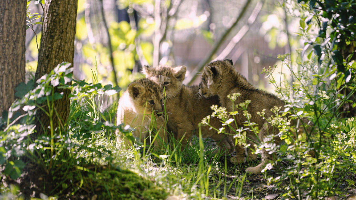 Trs filhotes de leo-asitico so os mais novos moradores do Zoo de Londres