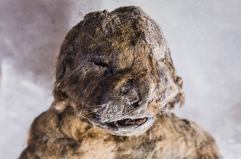 Encontram um leo de 55.000 anos atrs em to bom estado que os cientistas acham que sua espcie poderia ser ressuscitada
