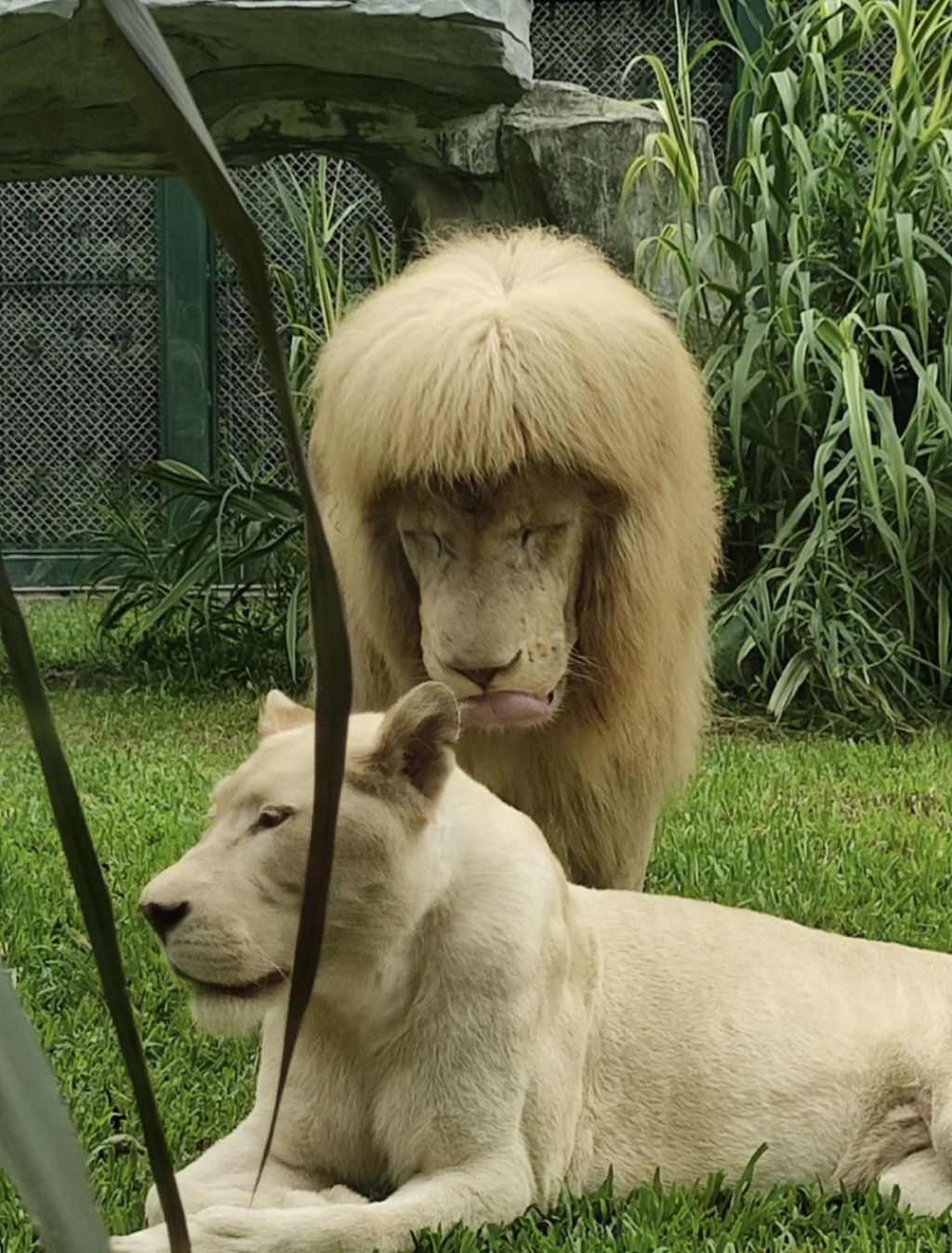 Franjinha reta: o peculiar estilo de um leão branco surpreende os visitantes de um zoo na China