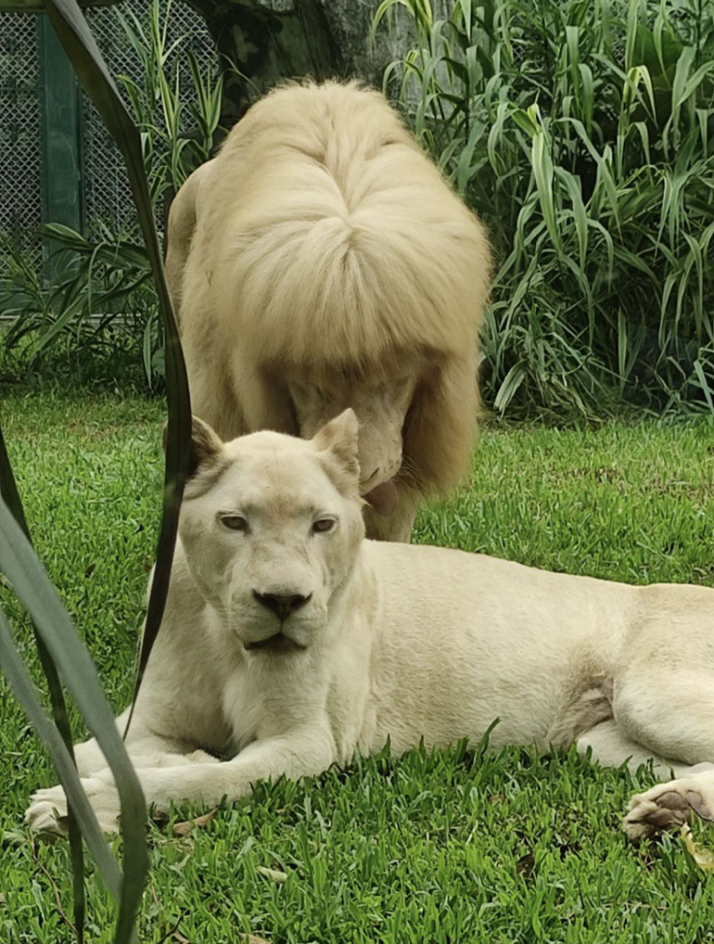 Franjinha reta: o peculiar estilo de um leão branco surpreende os visitantes de um zoo na China