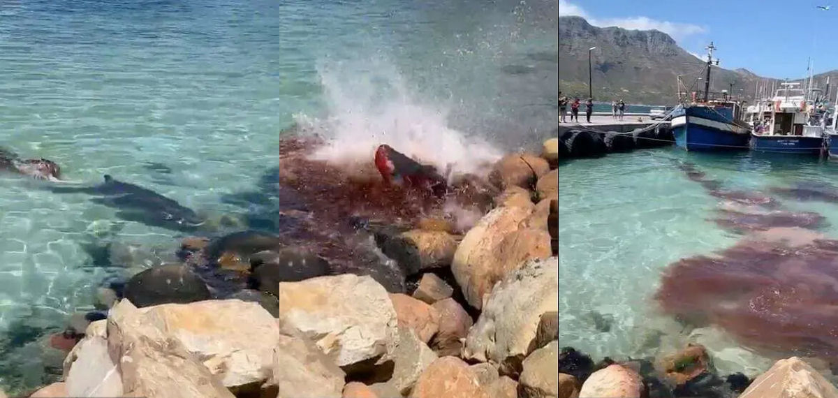 Lobo-marinho ataca cachalote-ano desorientado no porto da Baa de Hout, frica do Sul