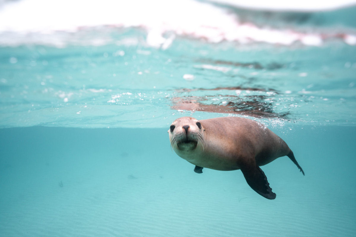 Lees-marinhos com cmeras coletam imagens valiosas do fundo do oceano