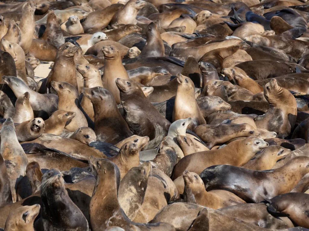 Centenas de lees-marinhos tomam conta de uma praia popular da Califrnia