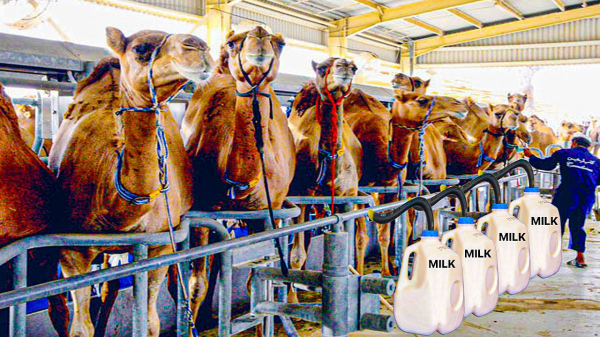 J h fazendas de camelos do mundo especializadas na produo de leite em grande escala