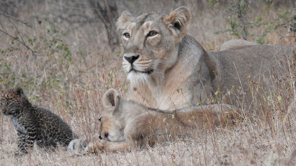 Em uma reviravolta biolgica 'bizarra', uma leoa adotou um filhote de leopardo na ndia