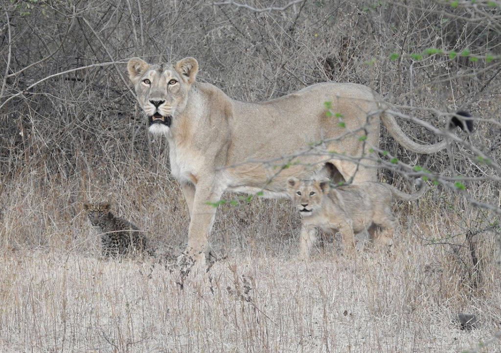 Em uma reviravolta biolgica 'bizarra', uma leoa adotou um filhote de leopardo na ndia