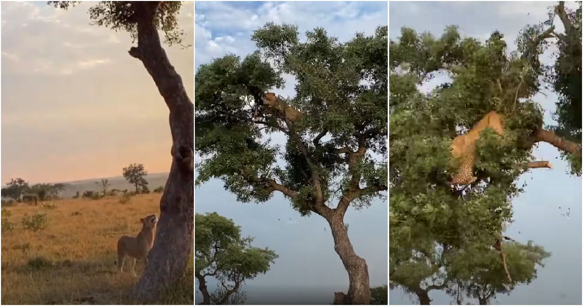 Leoa e leopardo caem da árvore enquanto lutam por comida