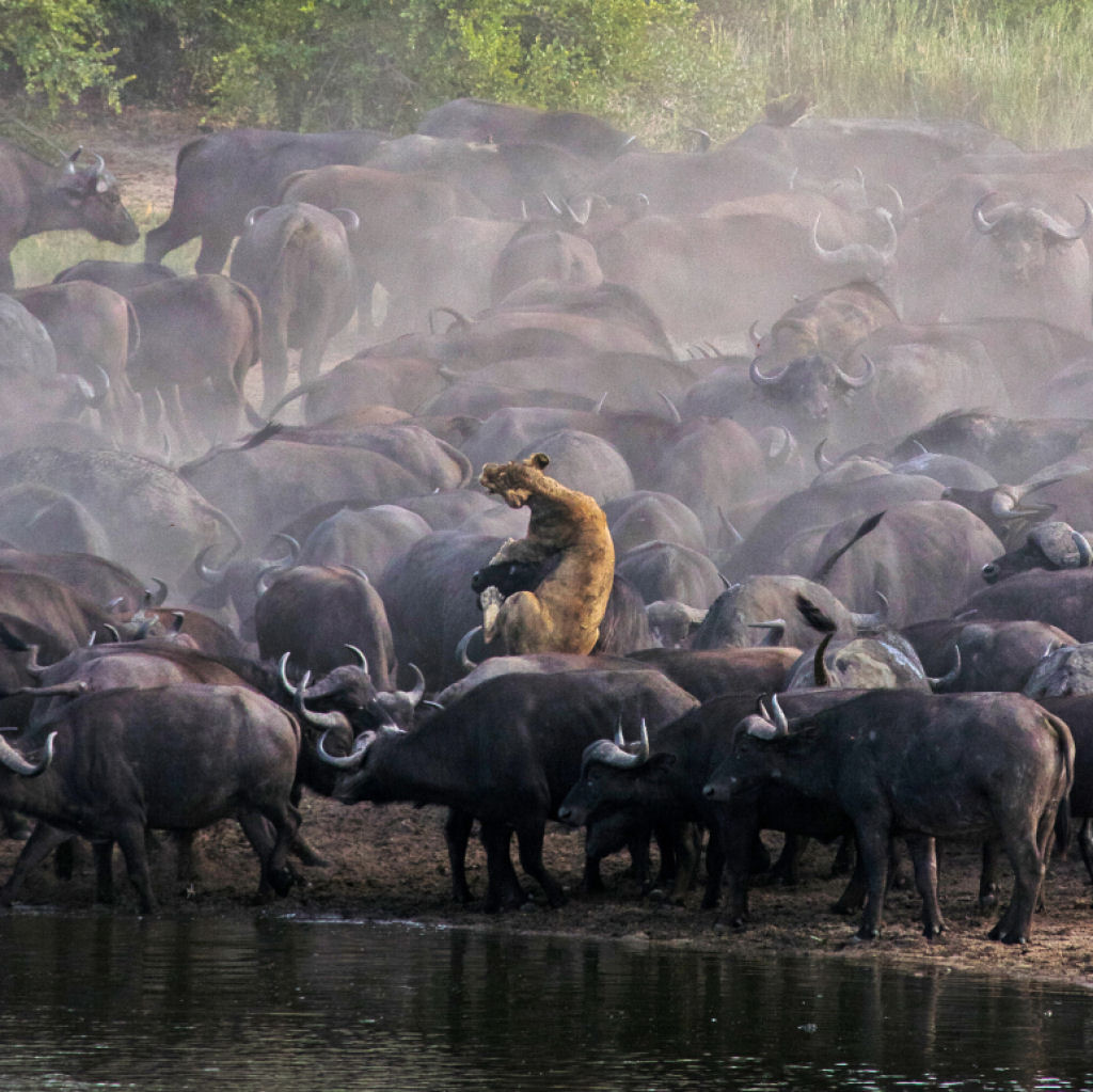 Búfalos em debandada atropelam leoa no Parque Nacional Kruger