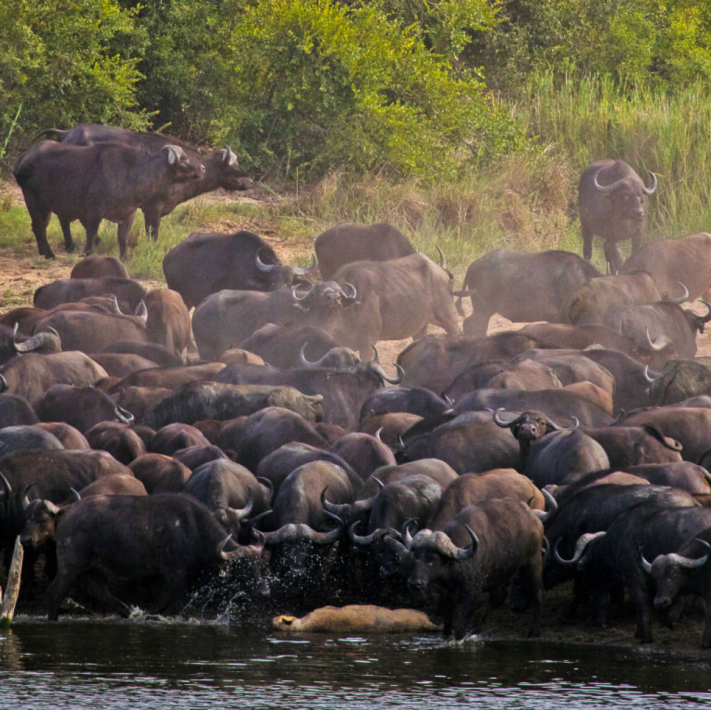Búfalos em debandada atropelam leoa no Parque Nacional Kruger