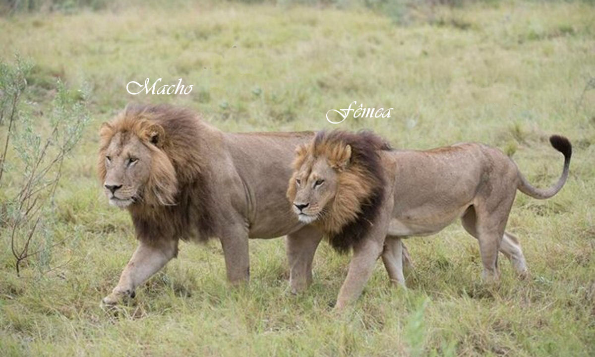 Cinco leoas em Botswana começaram a se comportar como machos... com jubas compridas e tudo