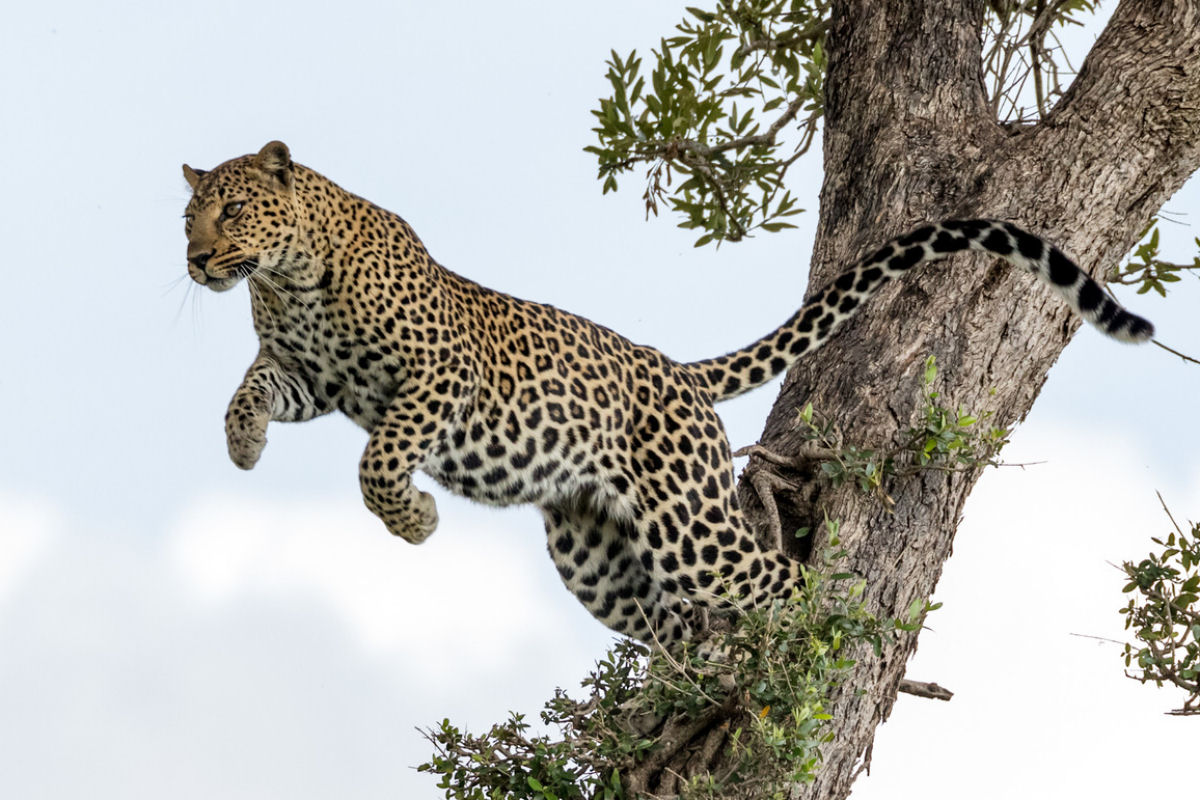 O leopardo  o felino com mais hbitos arborcolas que existe