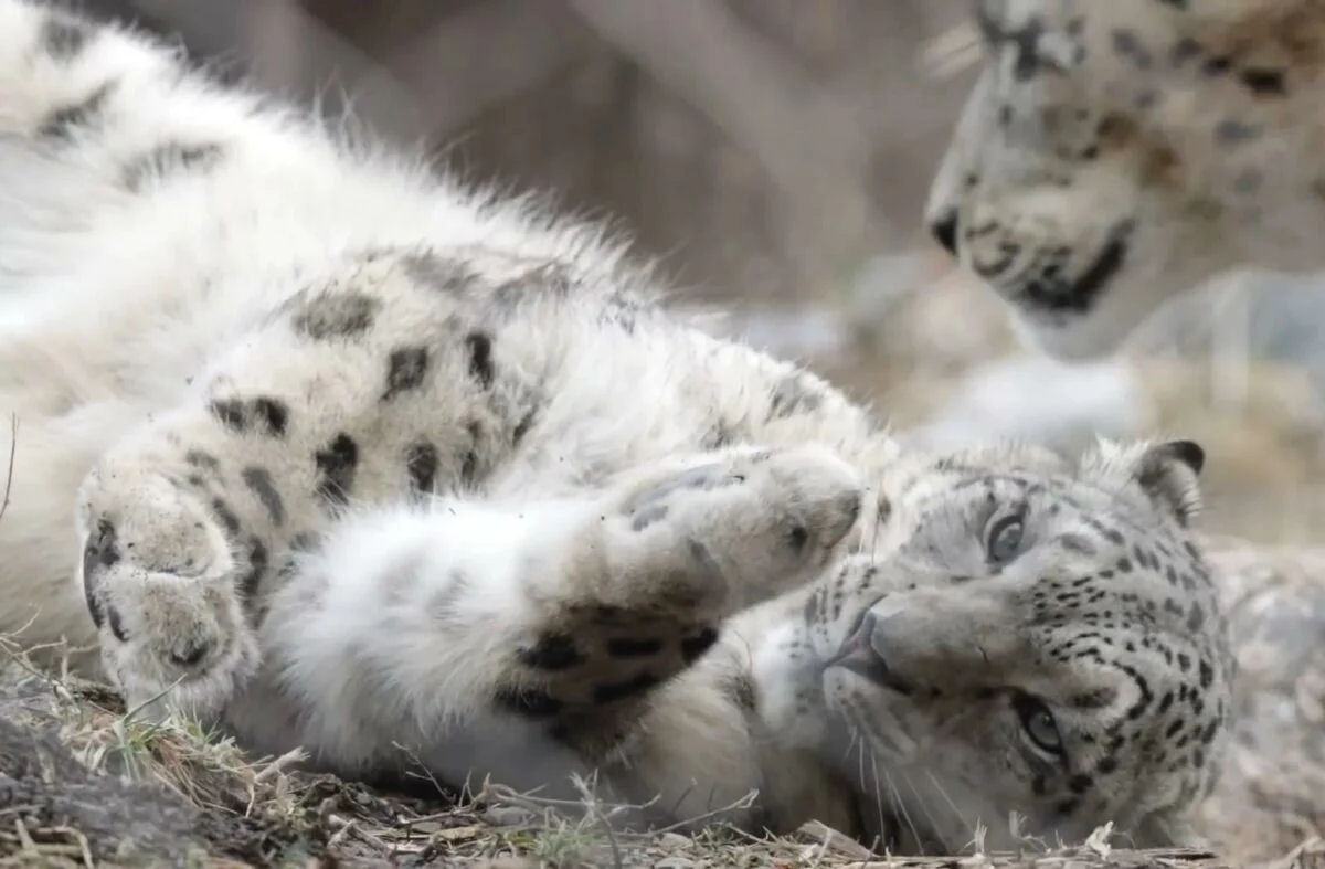 Filhota de leopardo-das-neves precisa fazer fisioterapia para corrigir patinha