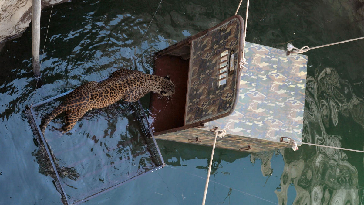 Leopardo cai em grande poo de gua e precisa ser resgatado na ndia