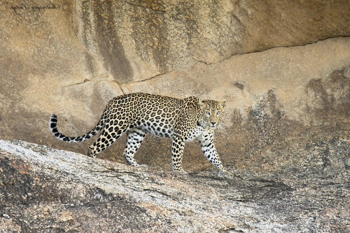 Bera, a aldeia indiana onde o homem e os leopardos vivem em harmonia