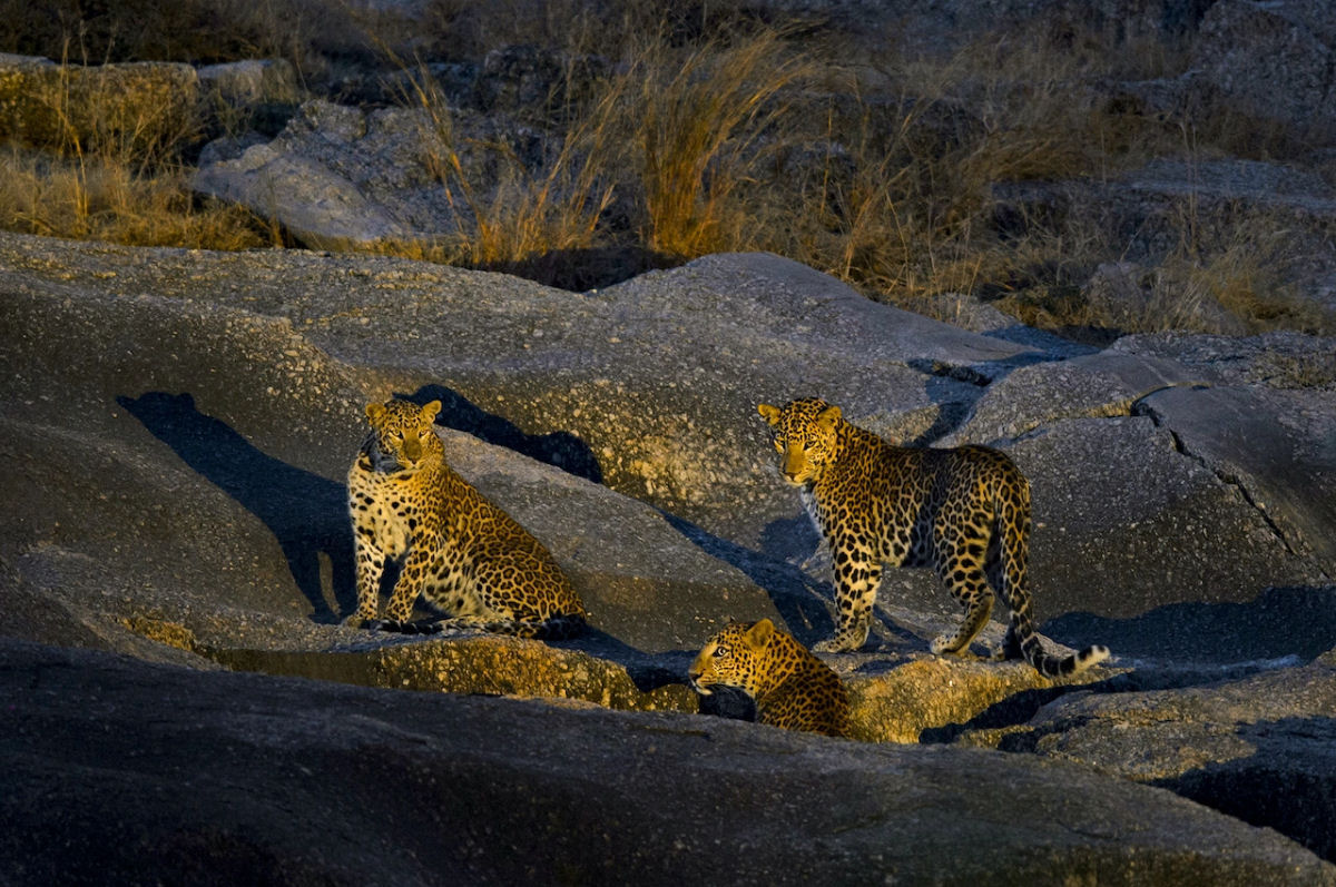 Bera, a aldeia indiana onde o homem e os leopardos vivem em harmonia
