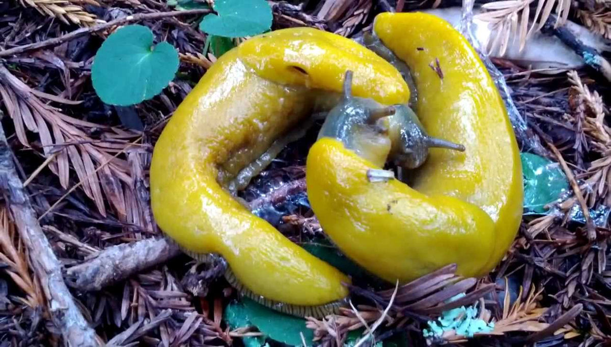 Tudo o que voc� n�o queria saber sobre os detalhes viscosos do acasalamento da lesma-banana