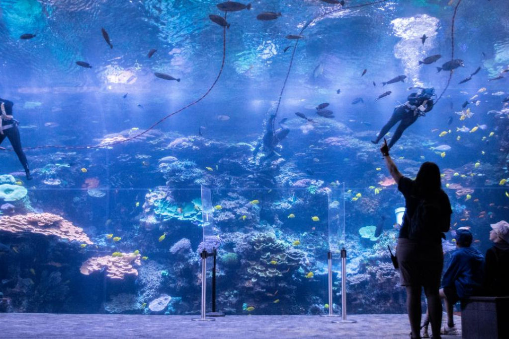 Como um dos maiores aquários do mundo faz uma limpeza profunda diária em seus tanques