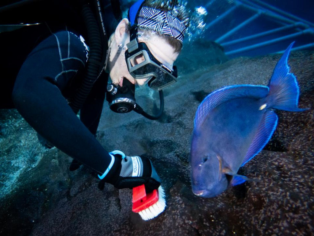 Como um dos maiores aquários do mundo faz uma limpeza profunda diária em seus tanques