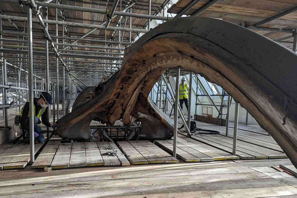 Removendo 16 anos de poeira dos esqueletos de baleias do Museu de Histria Natural de Londres