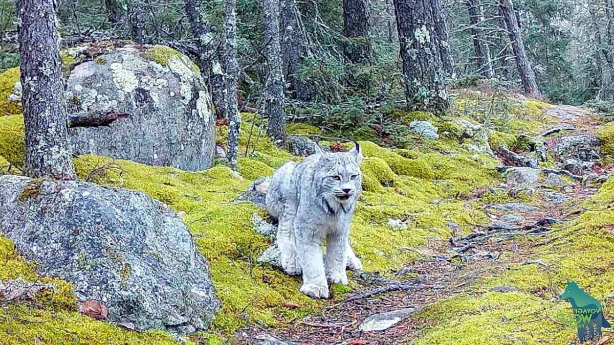 Imagens impressionantes de um lindo lince vagando por terras protegidas nos EUA