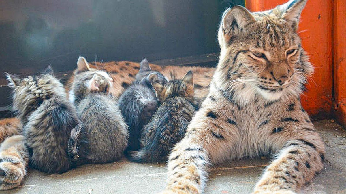 A lince Alena adota gatinhos, cachorrinhos e filhotes de urso abandonados