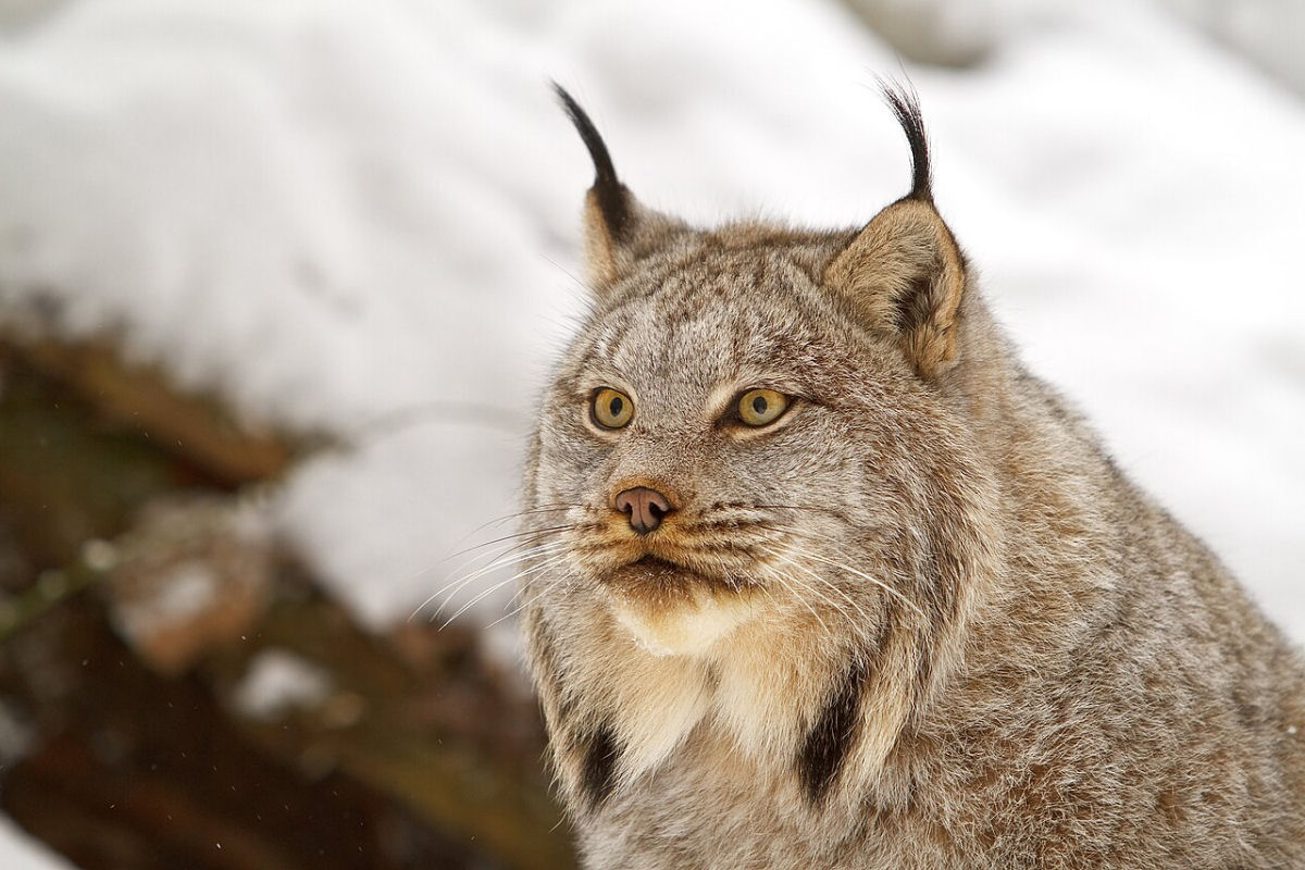Por que o lince-do-Canad raramente  visto por humanos?