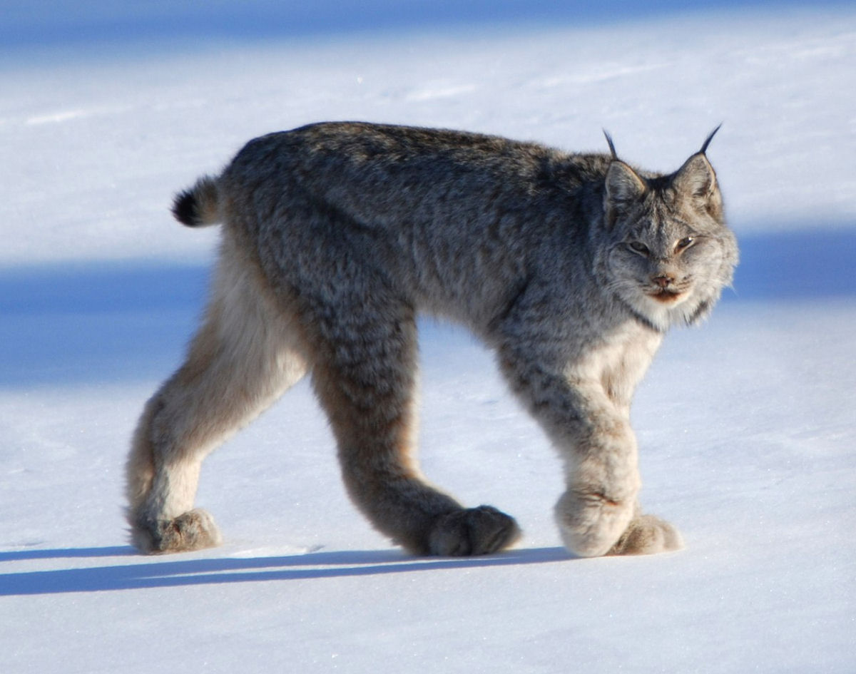 Por que o lince-do-Canad raramente  visto por humanos?