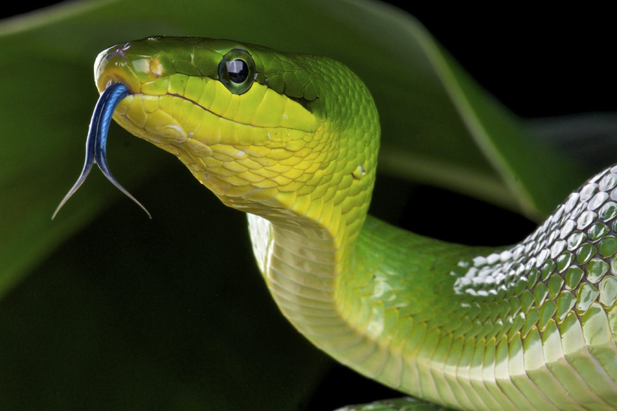 A verdadeira razo pela qual as cobras tm lnguas bifurcadas