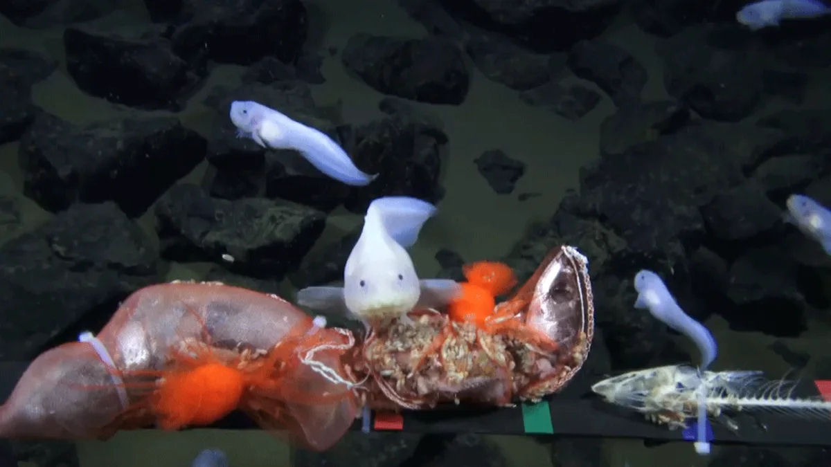 Este peixe foi filmado a uma profundidade inaudita: mais de 8 quilmetros