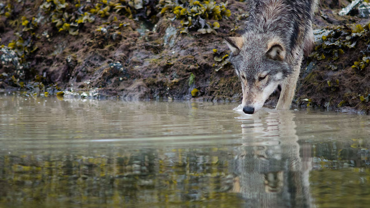 Lobos canadenses descobriram como puxar armadilhas de caranguejo para conseguir comida