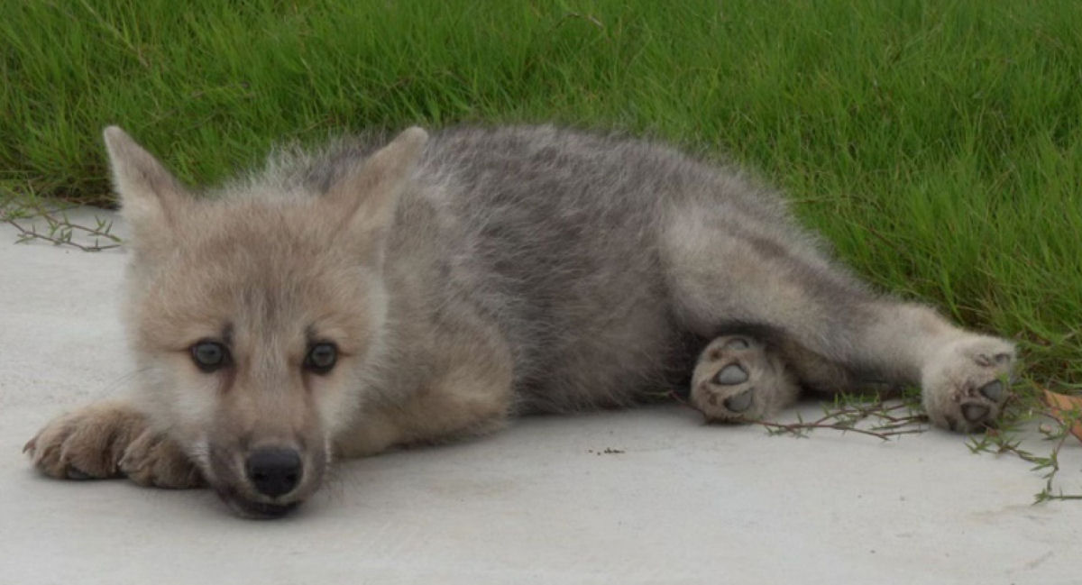 China anuncia primeiro lobo-rtico clonado do mundo