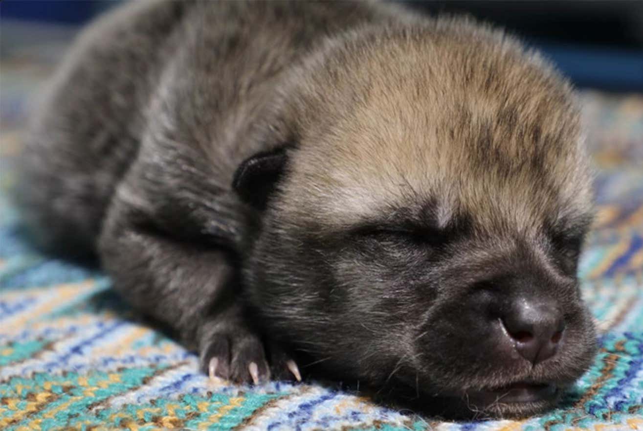 China anuncia primeiro lobo-rtico clonado do mundo