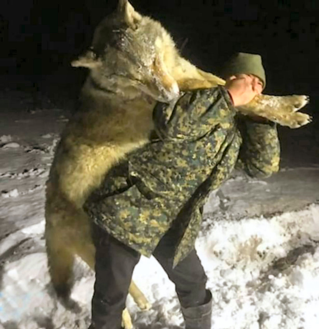 Moradores abatem um lobo gigante que aterrorizava vila remota na Rssia