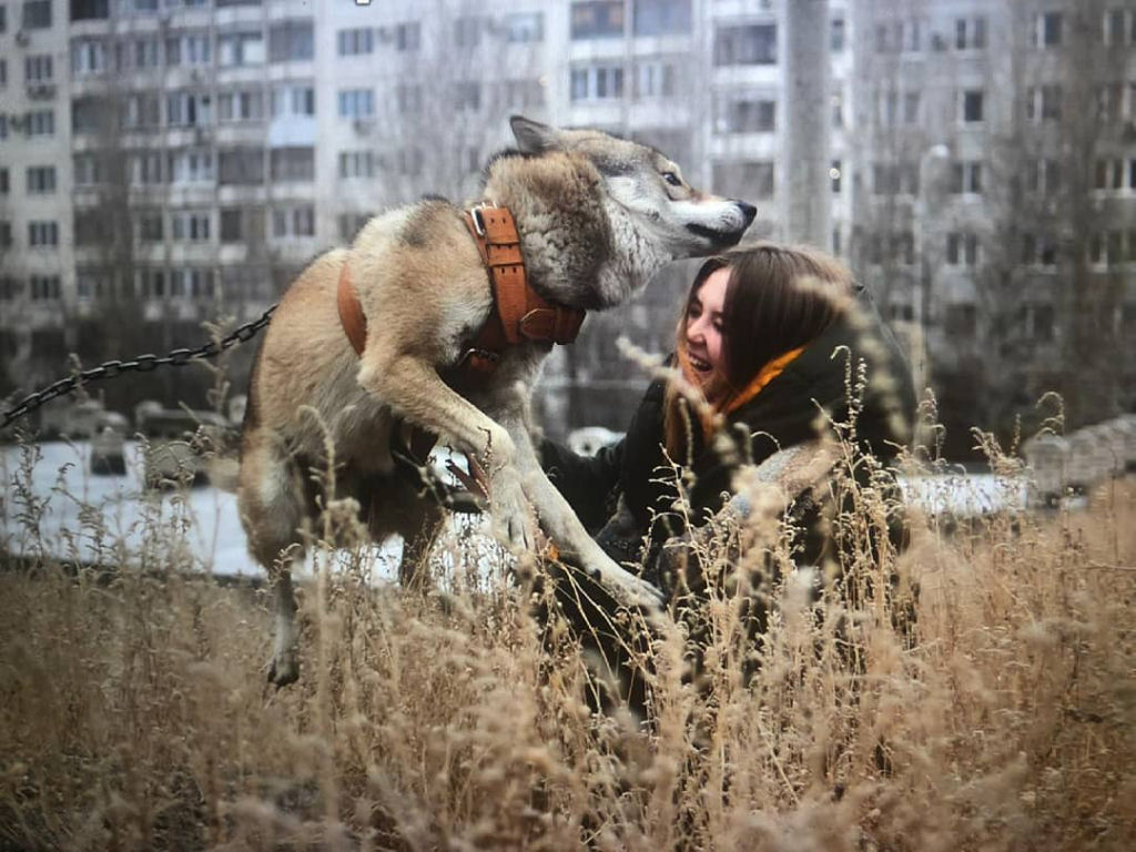 Russo divide apartamento de uma sala com lobo de estimao adulto