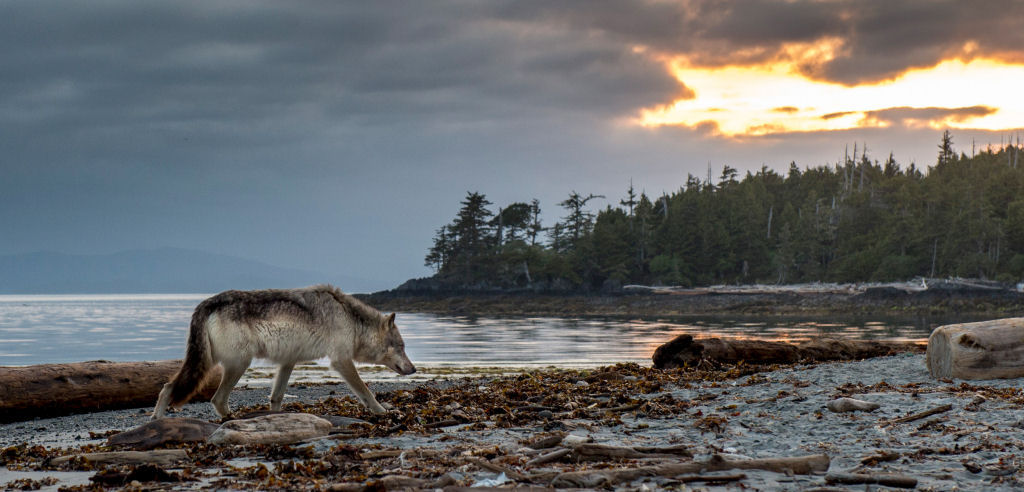 Conhea os raros lobos-do-mar da ilha de Vancouver que se alimentam de frutos do mar