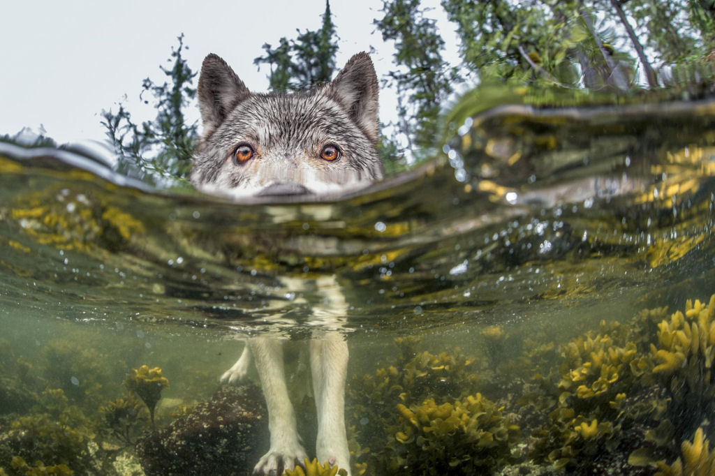 Conhea os raros lobos-do-mar da ilha de Vancouver que se alimentam de frutos do mar
