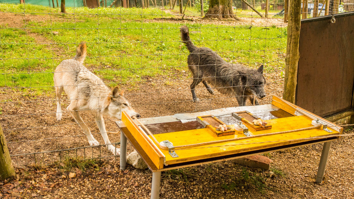 Lobos superam ces em teste de trabalho em equipe
