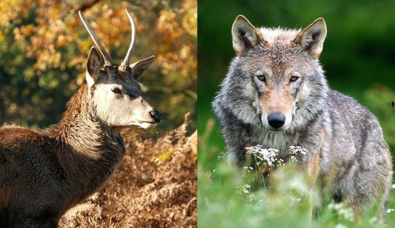 Associao japonesa acha que tem a soluo para a superpopulao de cervos: a reintroduo de lobos